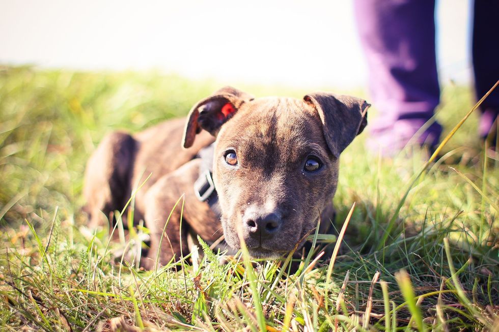 Dog in grass