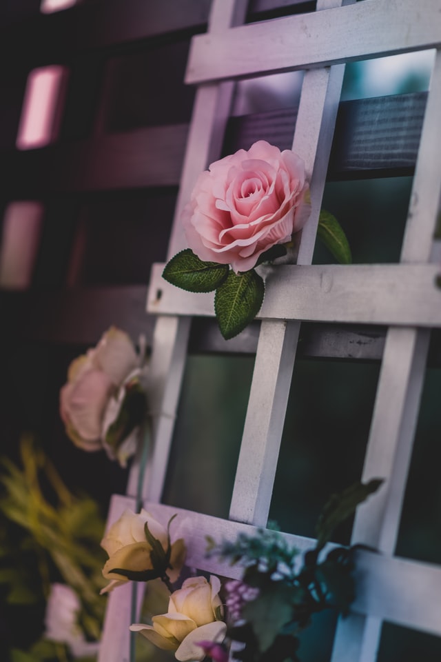 Alex blajan dwxiqsemagk unsplash