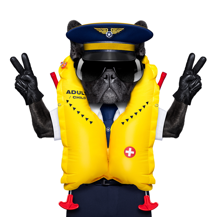 Bigstock captain cockpit airline dog 83755784
