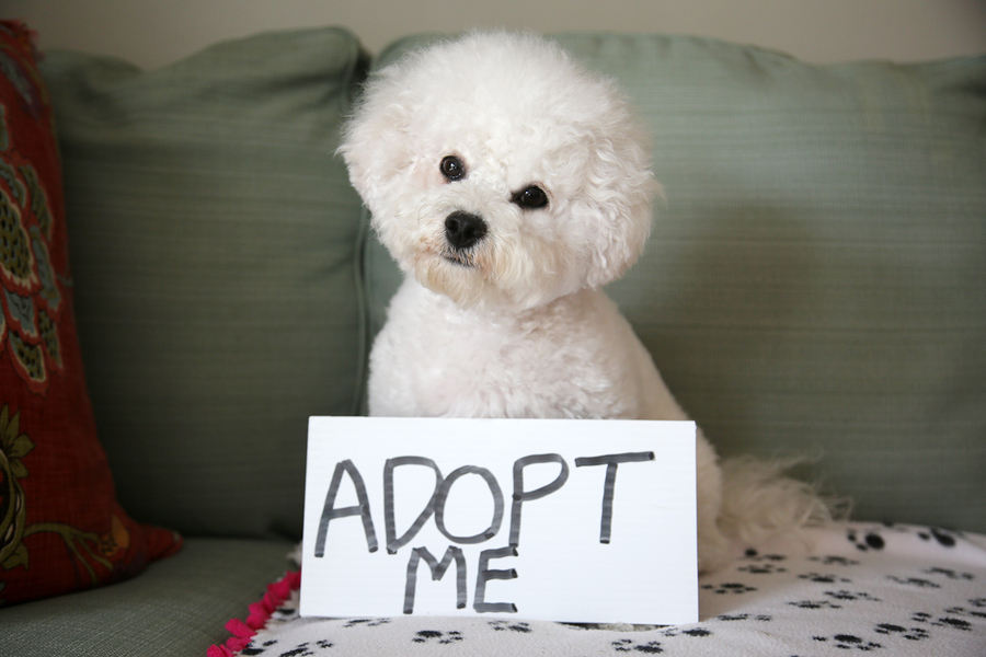 Bigstock pet adoption concept bichon f 301138708
