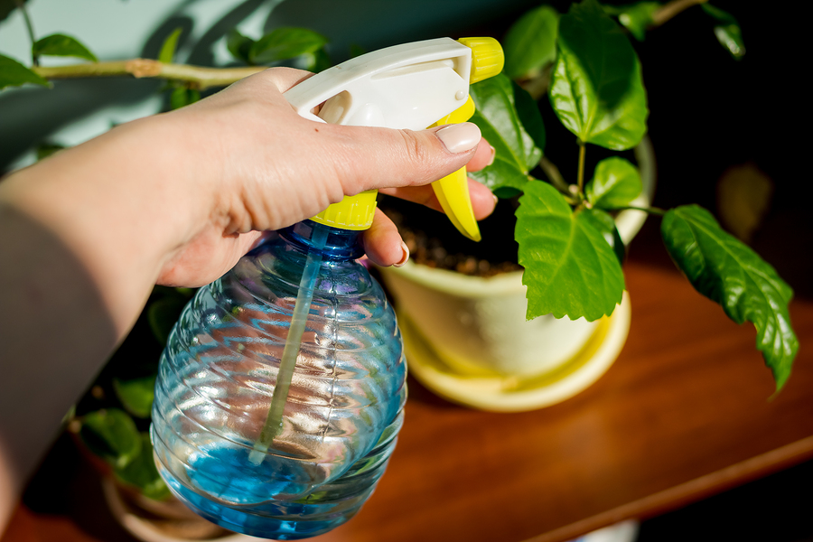 Bigstock woman caring for house plant 281626609
