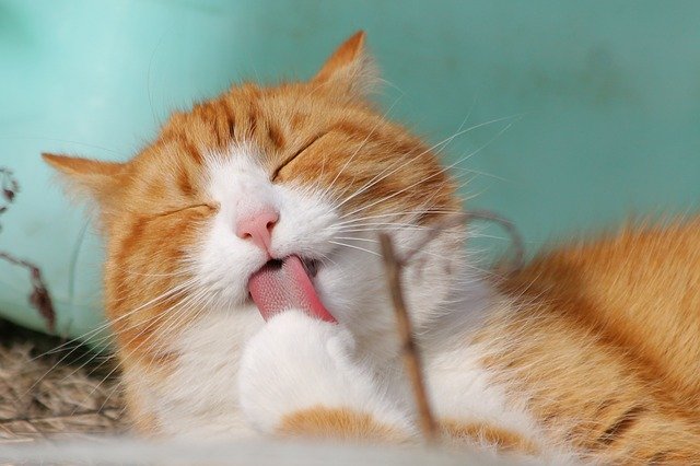 Cat 323262 640